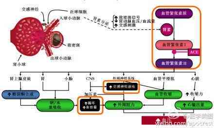 碧玉珠发白原因解析：影响因素与科学原理