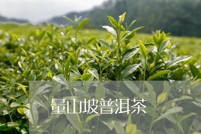 望山坡普洱茶价格查询表