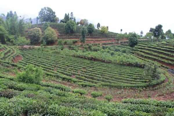 墨江县每年产多少普洱茶