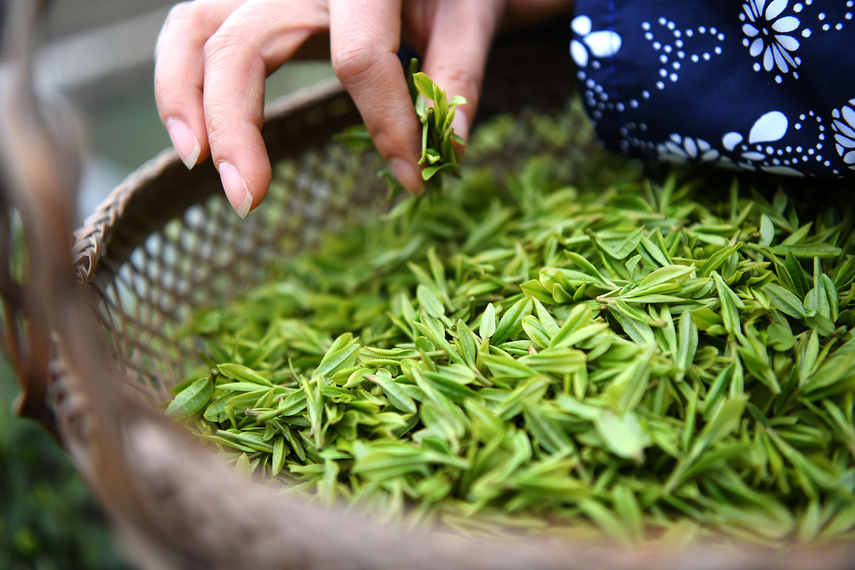 新清明时节采摘的绿茶，品味春天的爽与新生