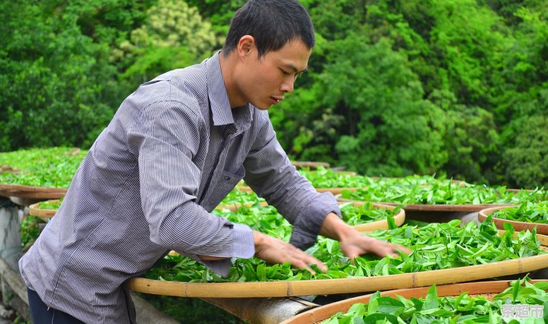 清明前采普洱茶是什么茶