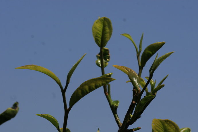 普洱茶：名茶争议背后的科学解析与品饮艺术探讨