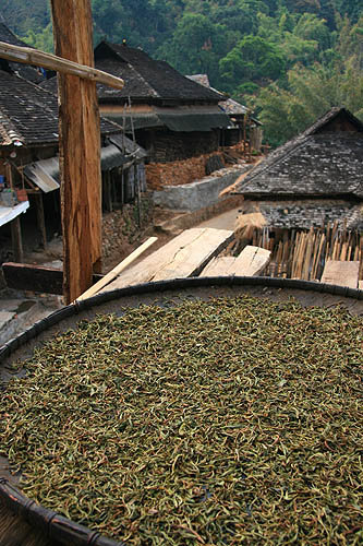 西双版纳高山大树普洱茶