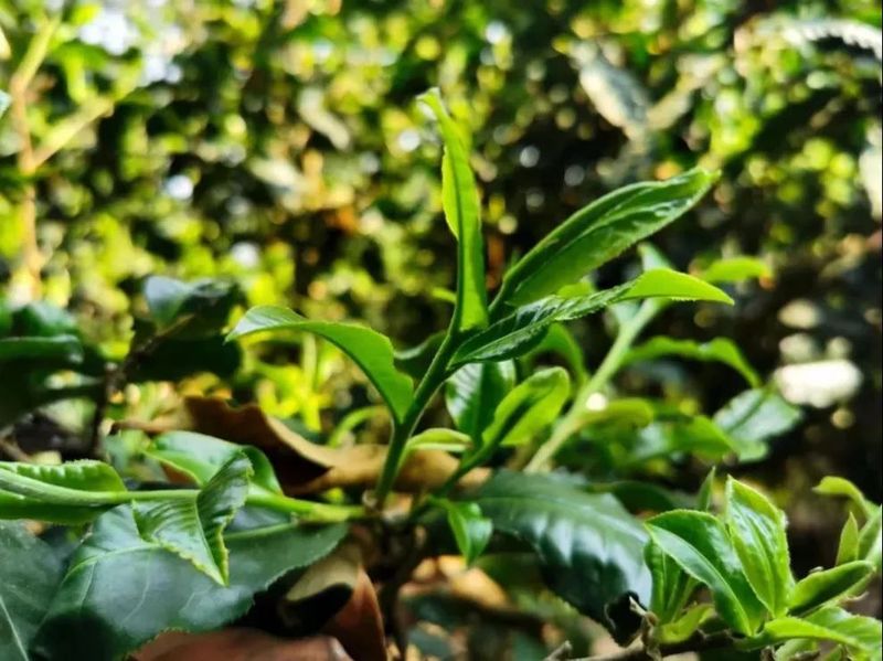 广西金花茶与普洱茶的制作区别：独特工艺与地域风味的差别