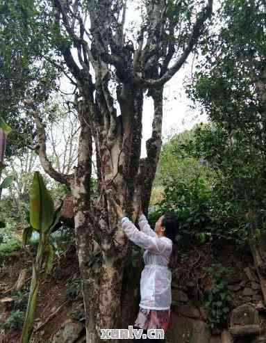 探索普洱茶的树型特点：木与灌木的优劣对比