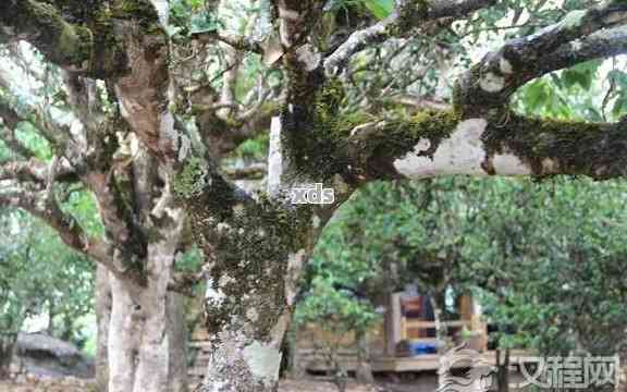 探索普洱茶的树型特点：木与灌木的优劣对比