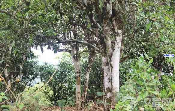 探索普洱茶的树型特点：木与灌木的优劣对比