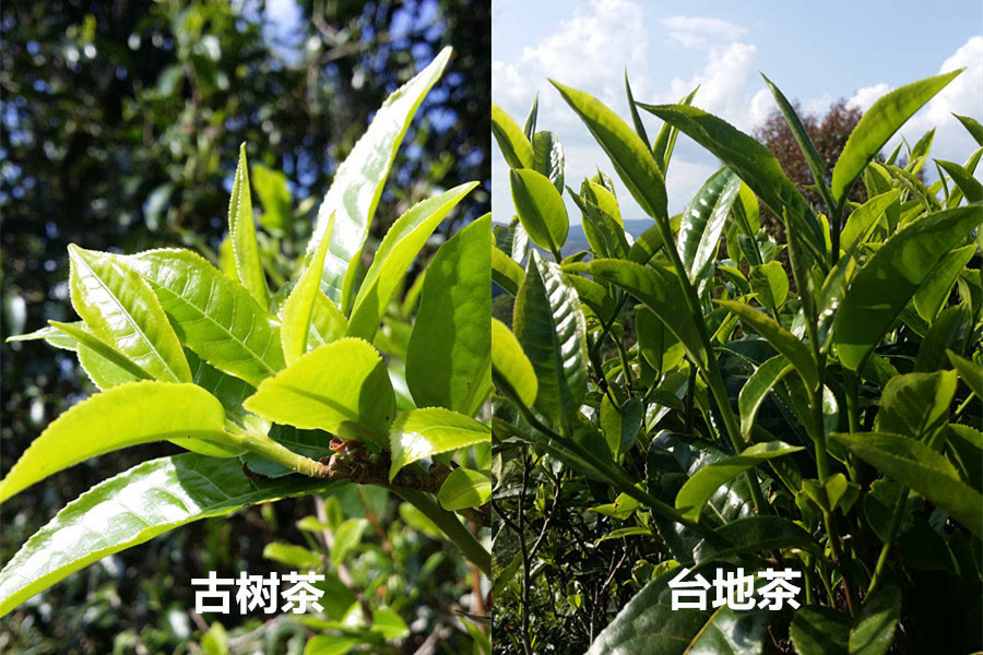 普洱茶是木型还是灌木