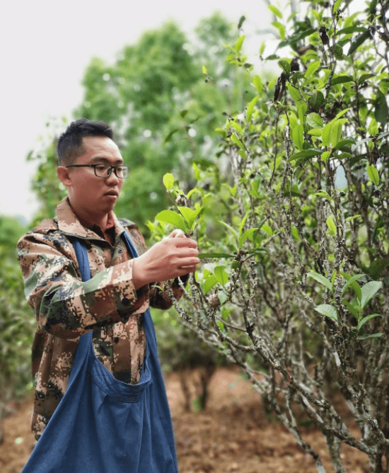 炒普洱茶度多少合适呢