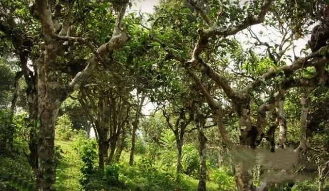 普洱茶种植高度的适宜标准：确保生长的条件