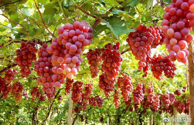 昭苏特产：水果、美食，探寻昭苏的特色宝藏