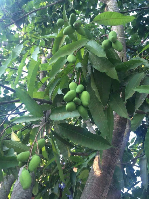 蜂蜜和普洱茶同时食用的安全性及时间：女生如何选择？