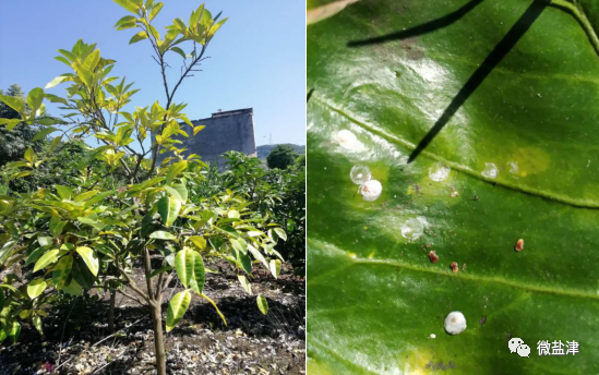 普洱茶热水泡好还是冷水