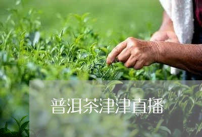 津桥普洱茶直播间地址，直播时间，怎么进入，哪里可以观看？