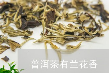 兰花香普洱茶品种及茶叶介绍