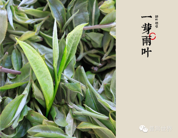 普洱茶芽尖好吗？和叶有什么区别？