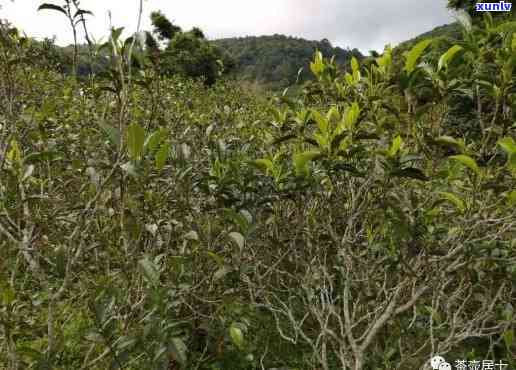 黄竹林箐普洱茶：口感、功效、包装历与产地简介