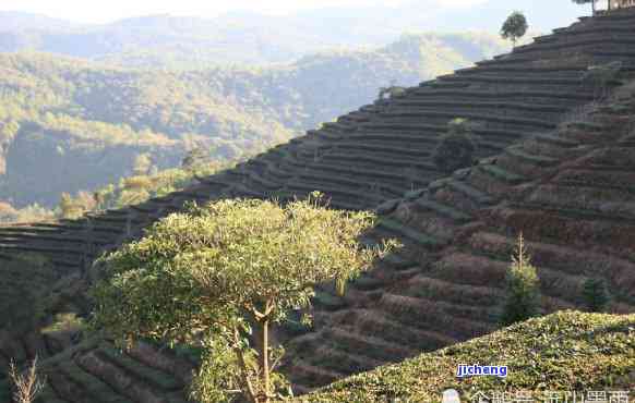 黄竹坡普洱茶产地是哪里