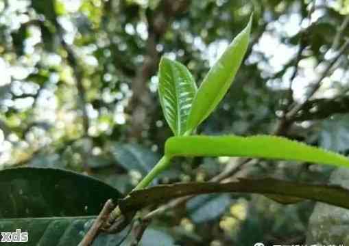 普洱茶生长的方法有哪些种类？