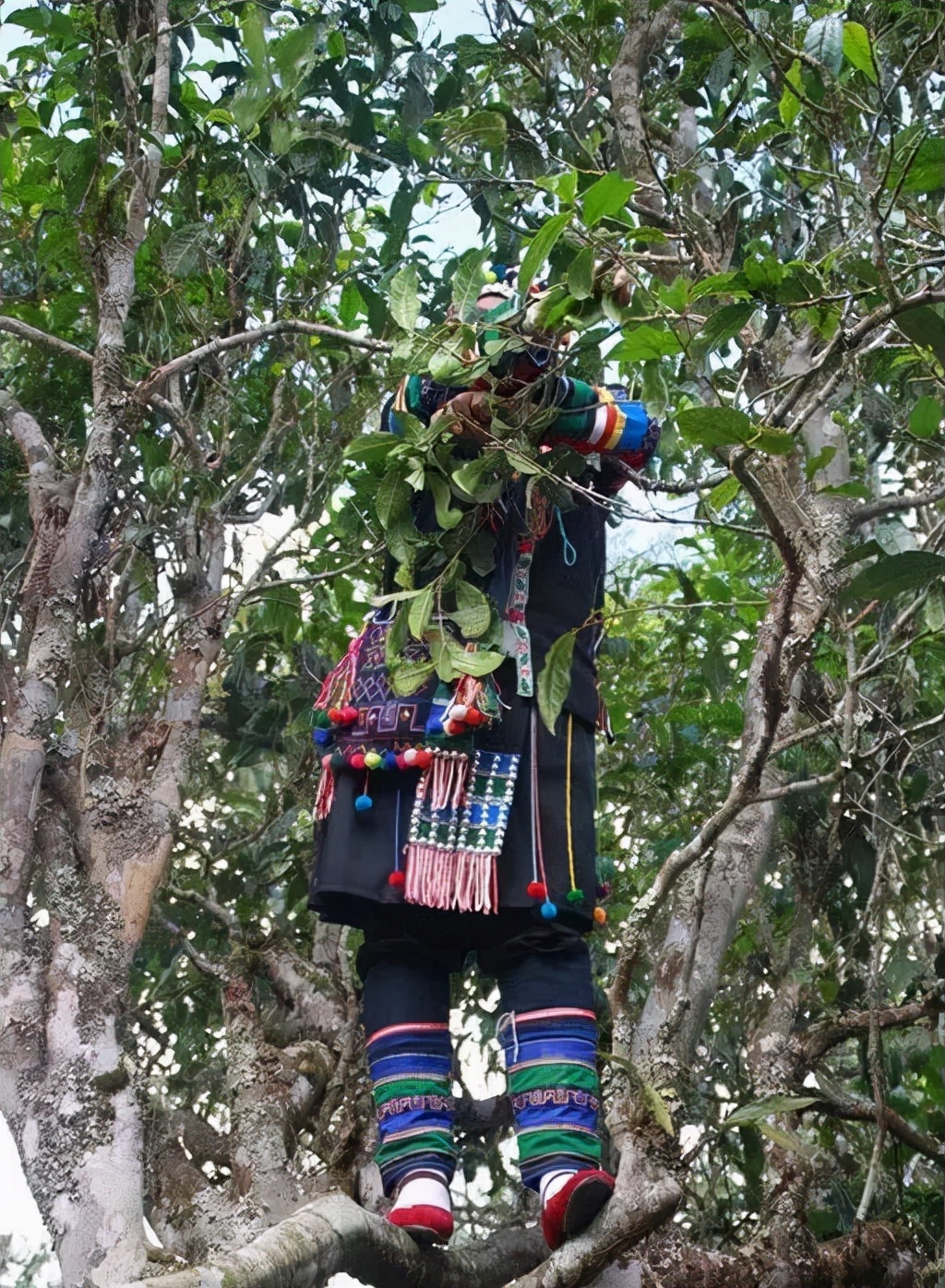 普洱茶的种植环境：气候、土和海拔对茶叶品质的影响