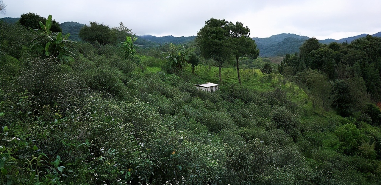 普洱茶的种植环境：气候、土和海拔对茶叶品质的影响