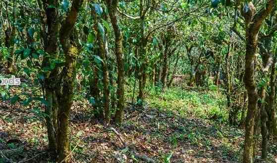 普洱茶的种植环境：气候、土和海拔对茶叶品质的影响