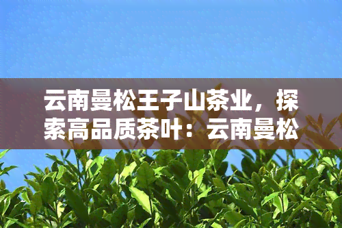 曼松王子山茶：品种、产地、制作工艺及品饮体验全解析