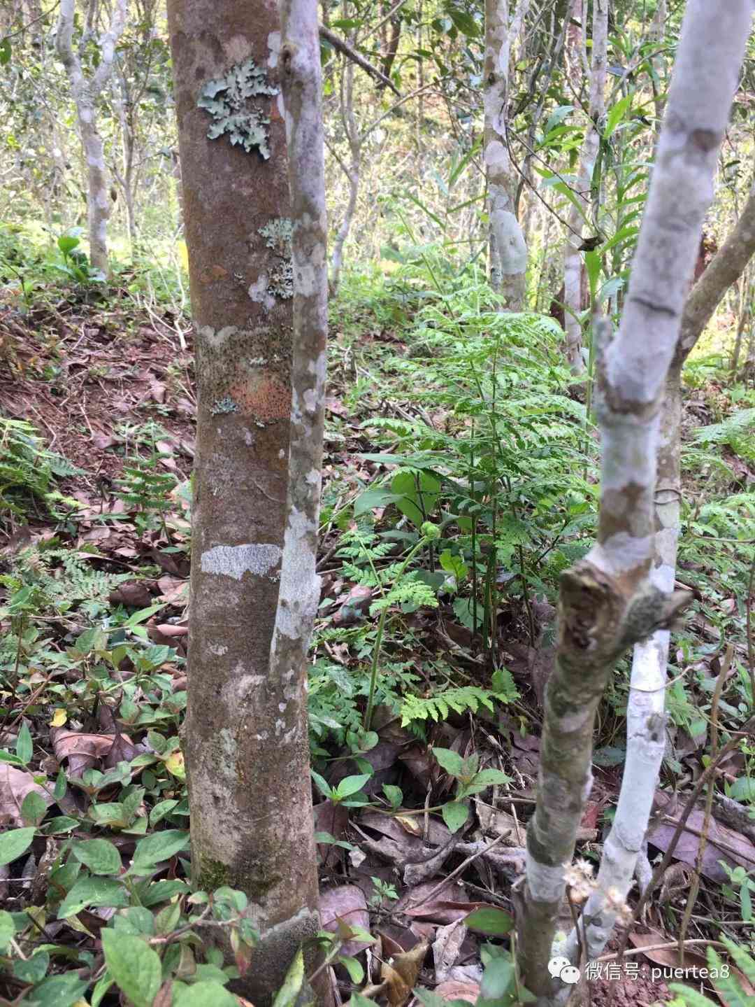 曼松王子山古树茶产区与价格，大树树龄与口感特点解析