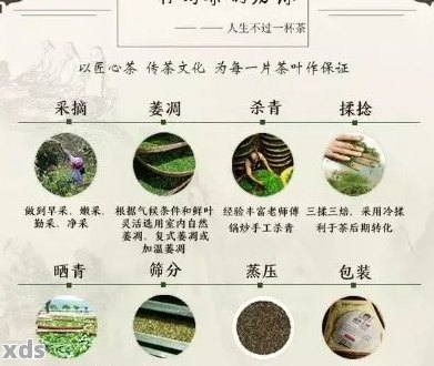 普洱茶的特征、品质和鉴别技巧详解，助您轻松挑选优质普洱茶