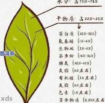 普洱茶含芽率高低的区别：揭示品质奥秘