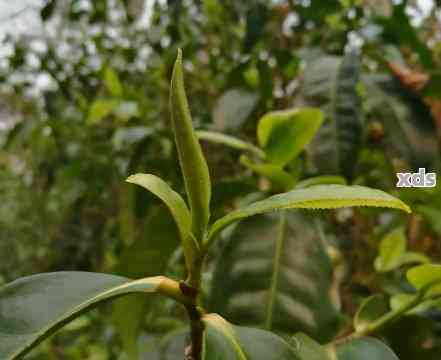 普洱茶芽头是什么样的？普洱茶芽头的颜色和样子是什么？请简要介绍一下。