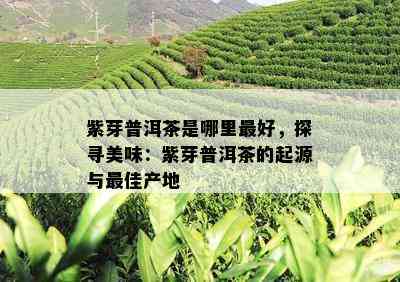 探寻紫芽普洱茶的极致产地：哪里的茶叶最为优质？