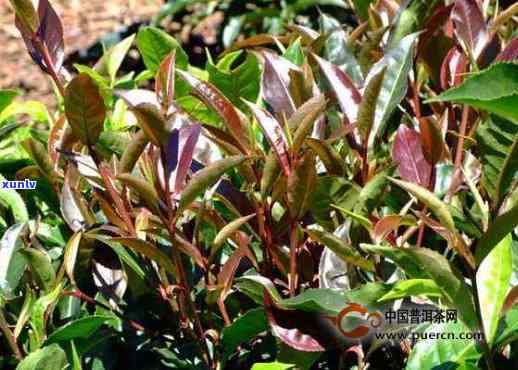 探寻紫芽普洱茶的极致产地：哪里的茶叶最为优质？