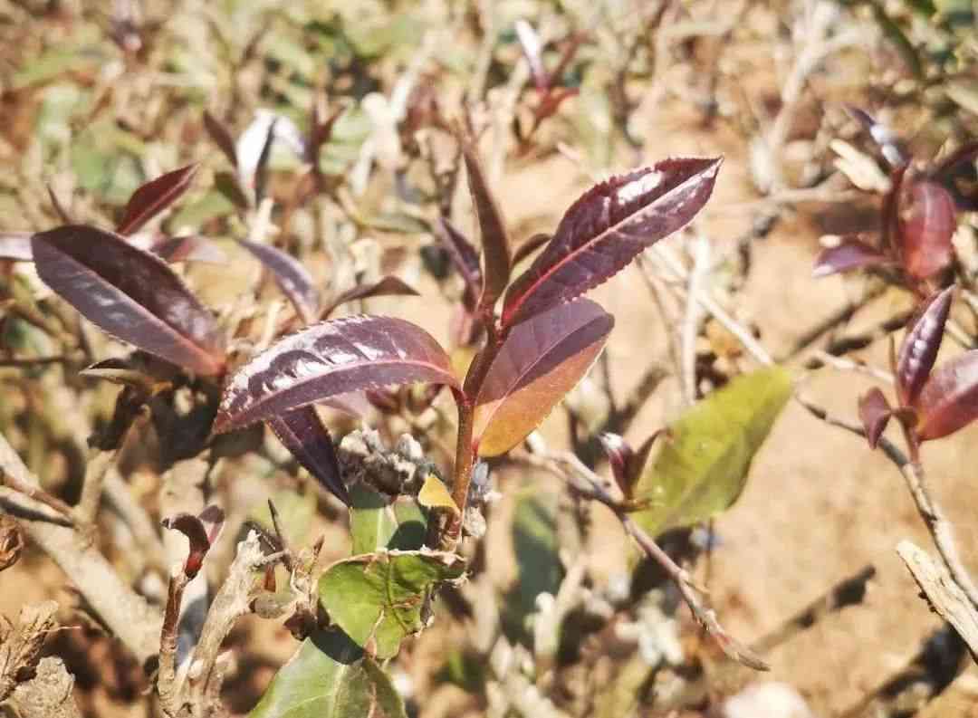 探寻紫芽普洱茶的极致产地：哪里的茶叶最为优质？