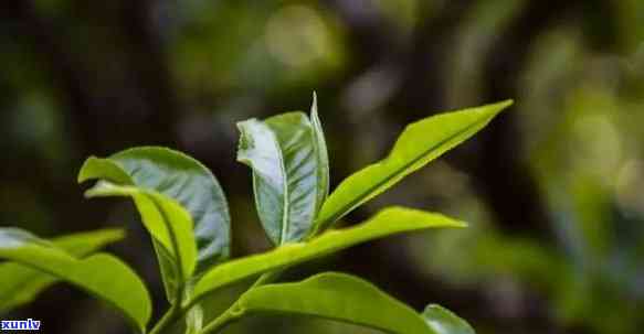 云南大叶种普洱茶品质如何？值得收藏吗？