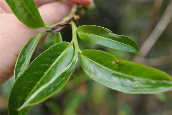 云南大叶种茶树：一种普洱茶的主要原料，探索其品种特点与制作工艺