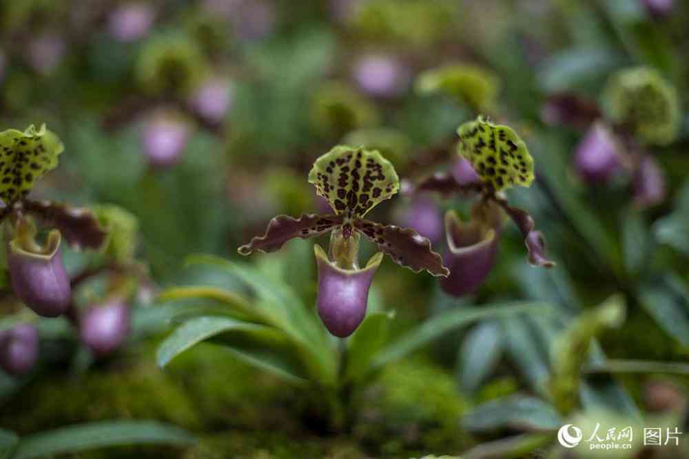 玉金与郁金的关系：一种神秘的植物解析