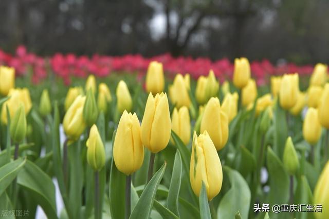 郁金与郁金花的区别：揭示两种植物的真实差异