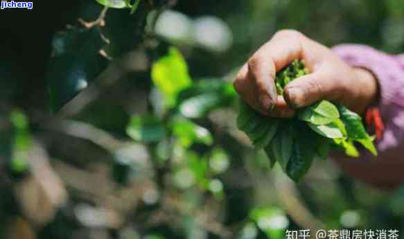 木古树普洱茶市场价值分析，影响价格的因素有哪些？