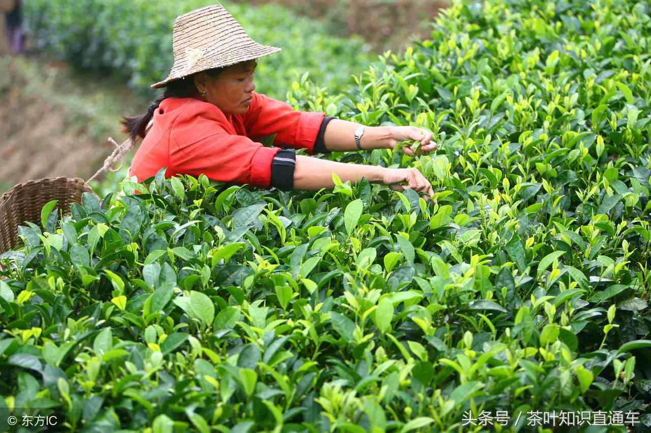 寻找优质普洱茶销售渠道的五大建议