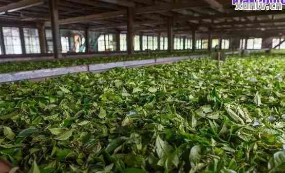 普洱江城茶厂-普洱江城茶厂历简介