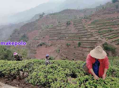 江城县普洱茶价格产地厂址及简介