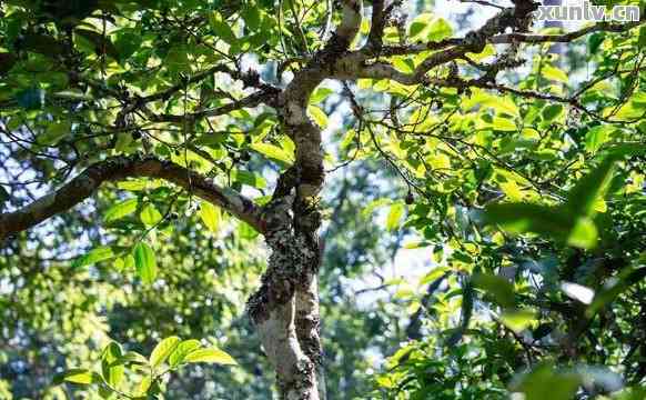 在家中摆放普洱茶叶与茶树：可行性及实践