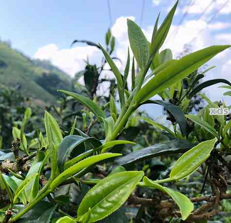 帕沙古树普洱茶：源自千年古树的独特风味与健价值