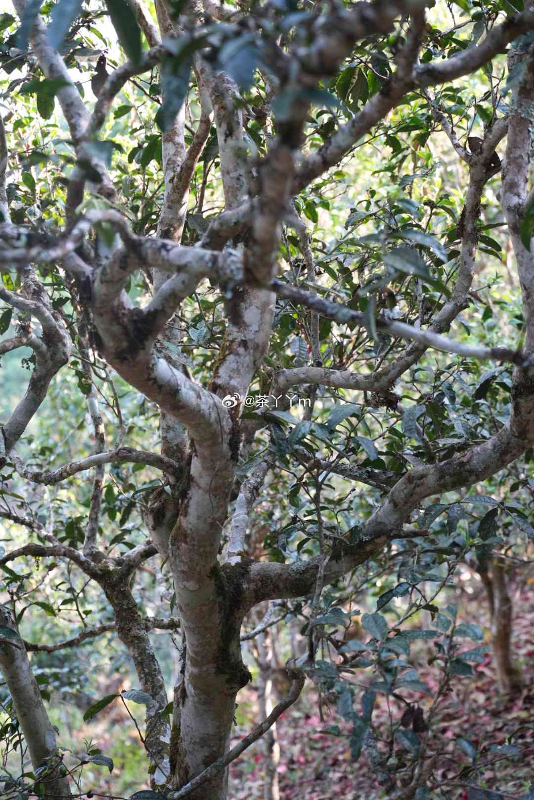 雷达山普洱茶口感特点及价格，解析古树茶独特魅力