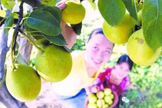 延庆盛产水果、茶叶和特产，其中最出名的是......