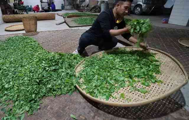 兰花炒茶的创意新做法：普洱茶、兰花、炒茶技巧、茶艺教程、中式烹饪