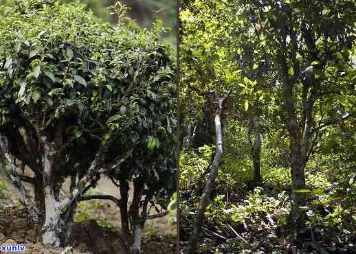 大朝山普洱茶的特色与主要特点解析