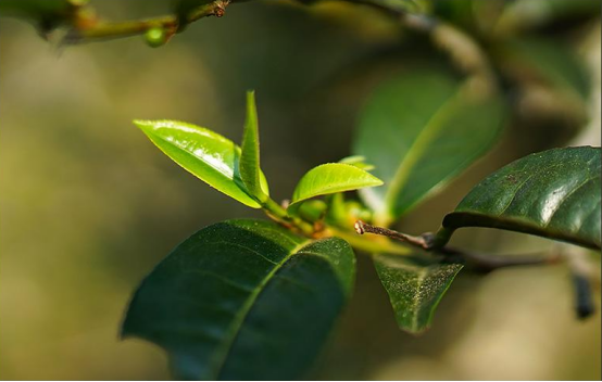 全球三大高香普洱茶产区排行榜：一场品味之旅的极指南