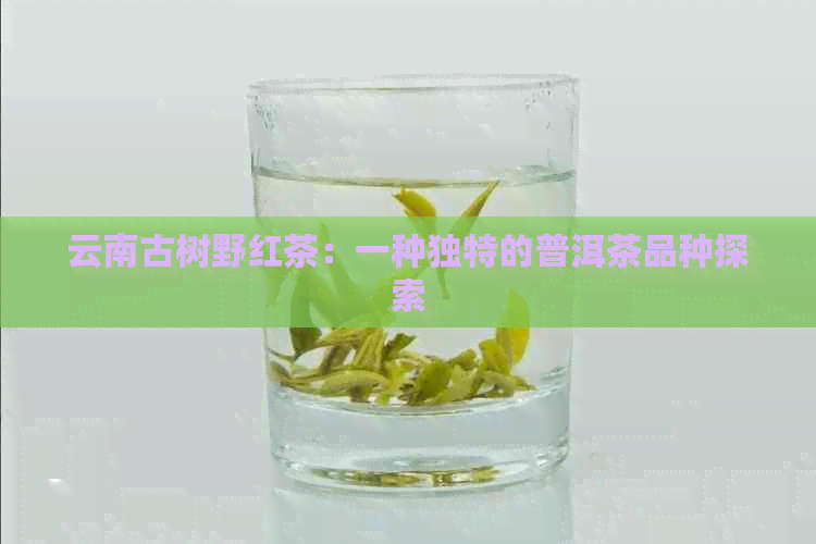 古树普洱中的红色奇迹：一种独特的茶叶品种探索